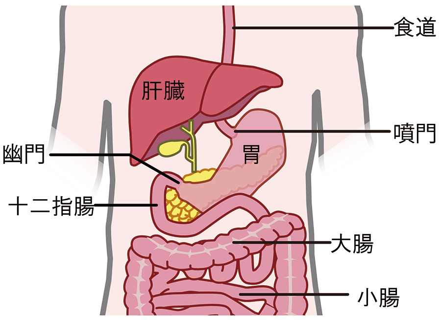 胃がん │ 消化器外科 │ 外科 │ 診療科・専門外来 │ 医療法人明理会